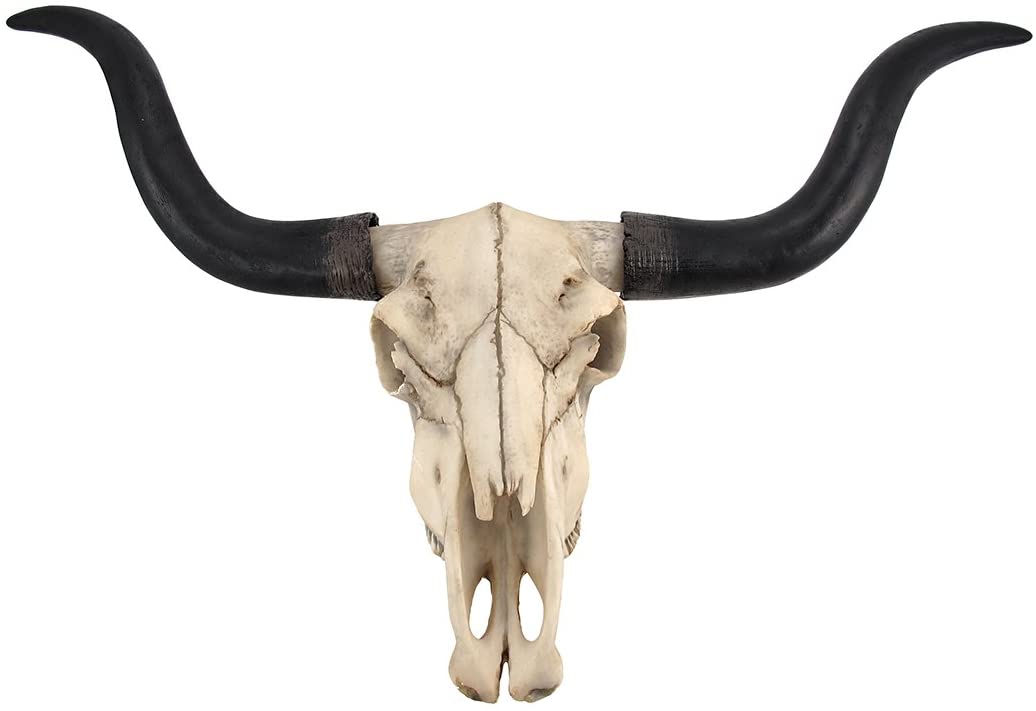 Amazon.com: Long Horn Cow Skull Wall Hanging Longhorn Steer: Home & Kitchen