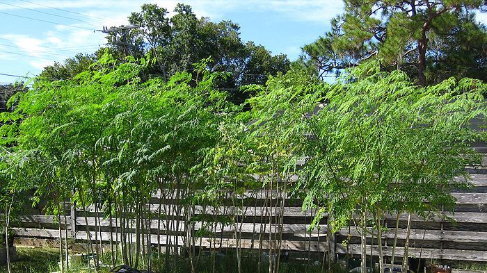 Image result for moringa tree backyard