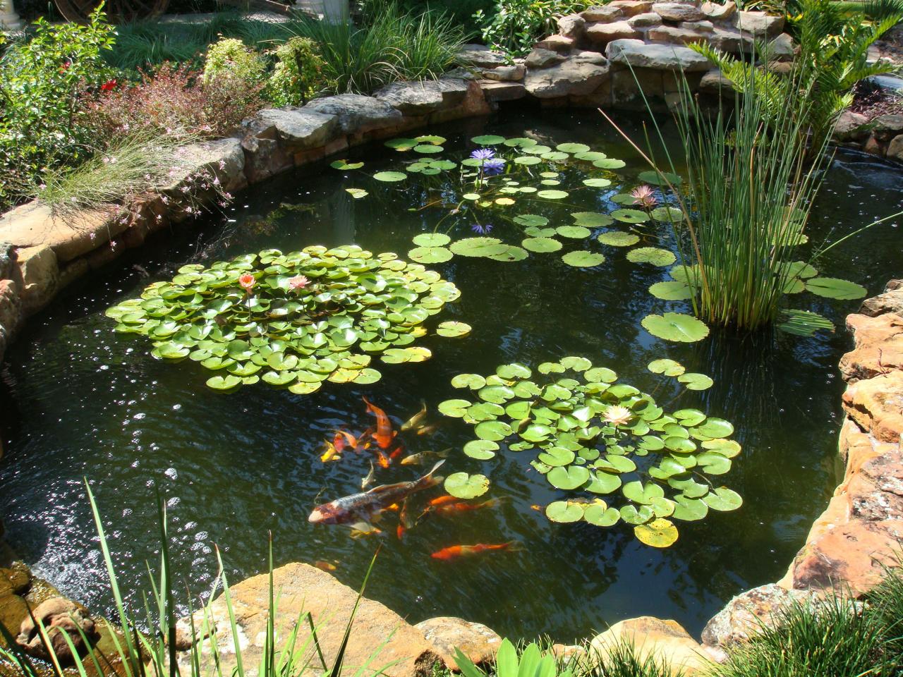 Image result for Koi fish ponds