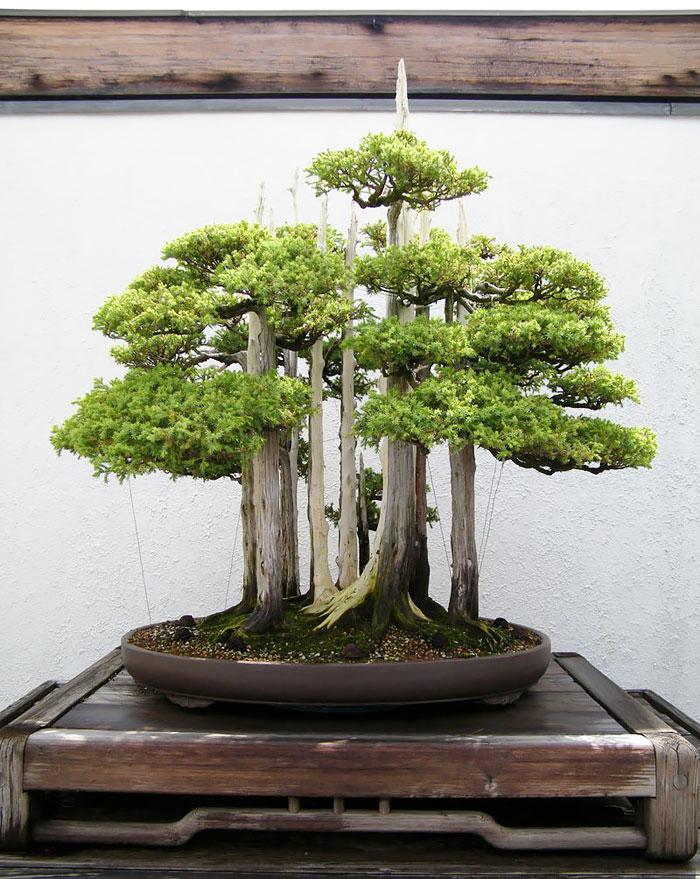 Image result for bonsai trees